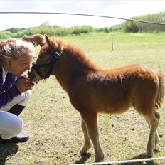 Shetlænder Engens Hulda