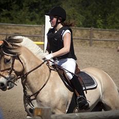 Fjordhest Campari - *JYSKMESTER 2011* SOLGT 