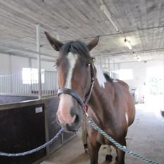 Pinto Great-Vikings Indiana (skinkedyret)