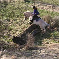 Fjordhest Campari - *JYSKMESTER 2011* SOLGT 