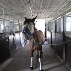 Pinto Great-Vikings Indiana (skinkedyret)