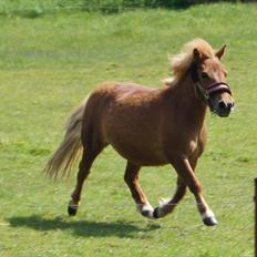 Shetlænder Sdr. Dams Hansina