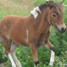 Shetlænder Putte