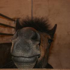 Anden særlig race Tøsen - Perfekte!<3