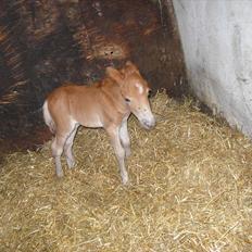 Shetlænder Antons Surprice