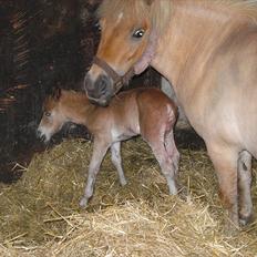 Shetlænder Antons Surprice