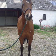 Anden særlig race Bugatti