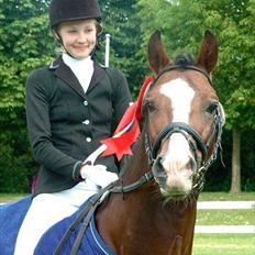 Welsh Cob (sec D) Kirz Vanill Krokodille