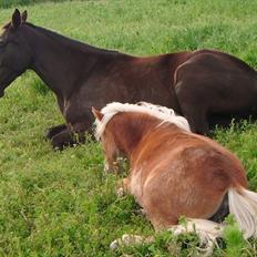 Anden særlig race Black Berrie Lanide