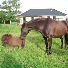 Anden særlig race Black Berrie Lanide