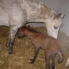 Anden særlig race Spring Star