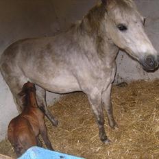 Anden særlig race Spring Star