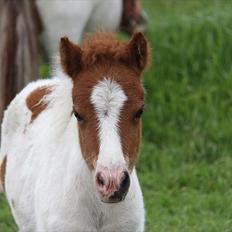 Shetlænder Nygaards Maggie