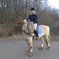 Fjordhest Terkel