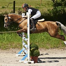 Welsh Pony (sec B) Faya Lobi Kasto-Glas 2002 *STJERNE PONY*