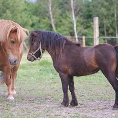 Shetlænder Bakkegaard's James *Jamie*