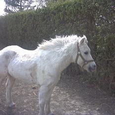 Welsh Mountain (sec A) Cowboy *Død af sygdom* :'(