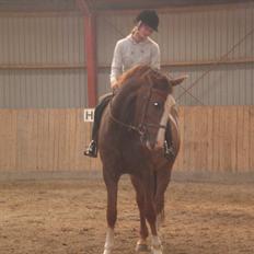 Hollandsk Varmblod WERONICA