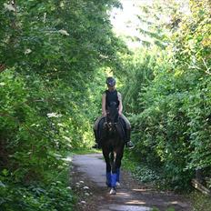 Oldenborg DRISDAL'S CAMARO