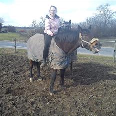Anden særlig race bella R.I.P elskede hest