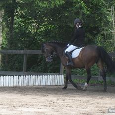 Welsh Pony af Cob-type (sec C) Søegaards Miss Gipsy 