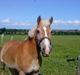 Haflinger Linette