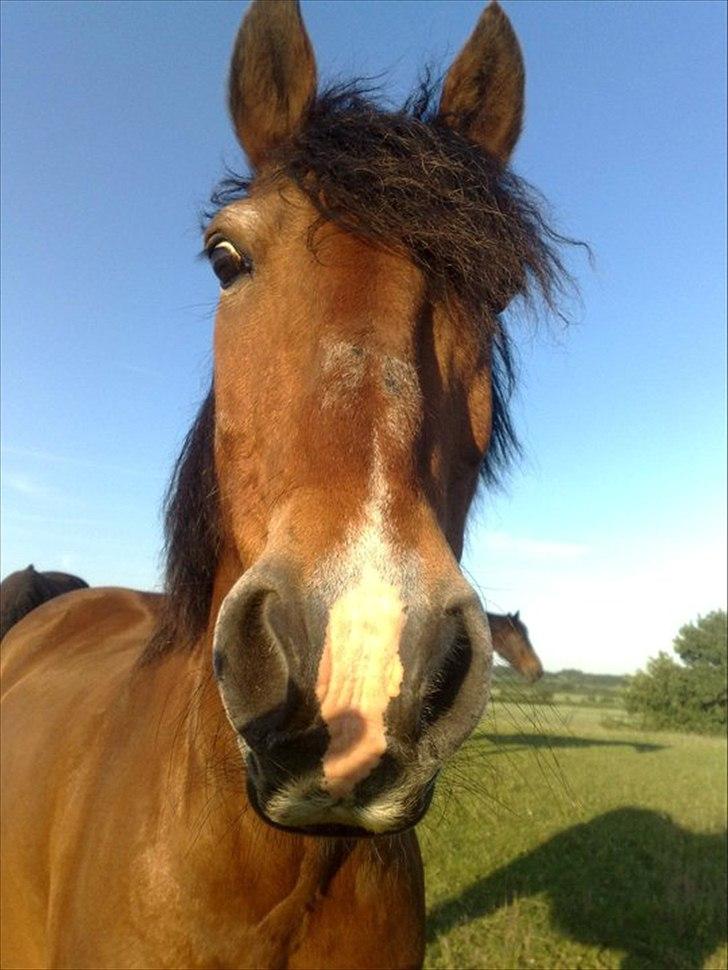 Anden særlig race Tobias - Tobias ;-) foto: mig. billede 1