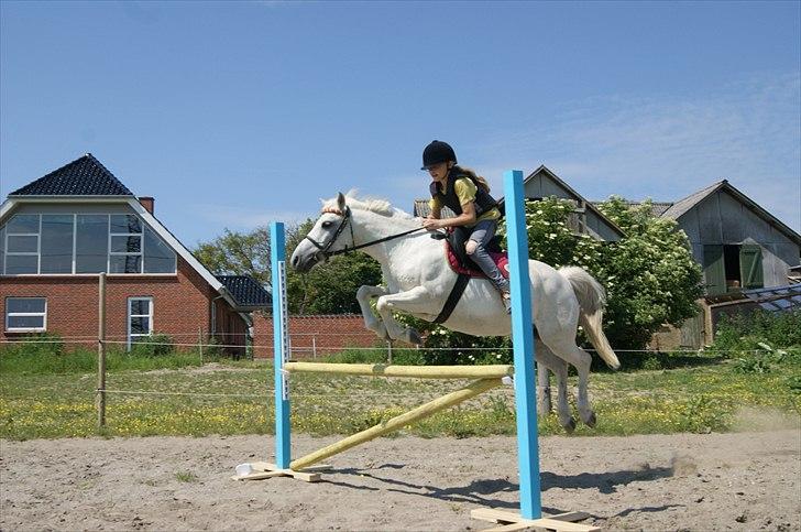 Welsh Pony (sec B)  l »Balou« billede 8