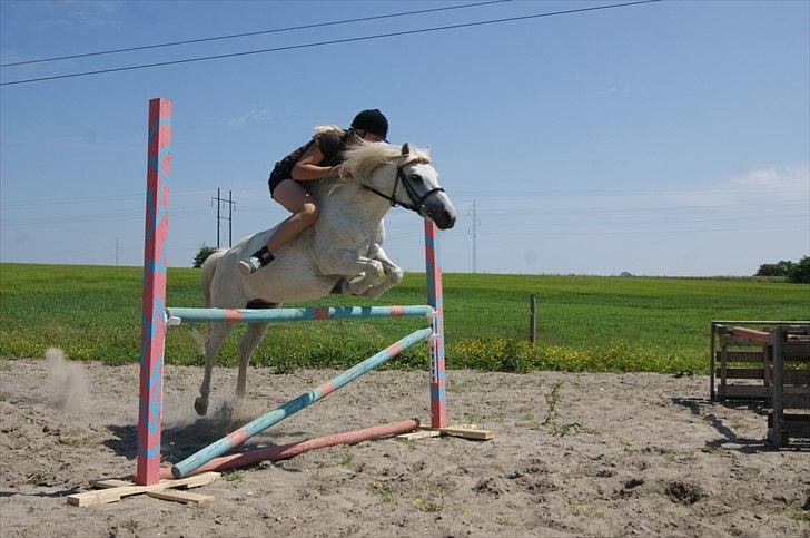 Welsh Pony (sec B)  l »Balou« billede 4