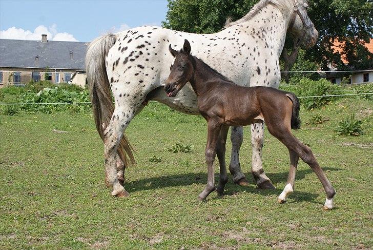 Knabstrupper Krogdalsgaards Keeper-komplet - Rækker lige tunge til kamera XD billede 8