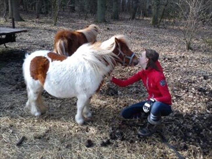 Shetlænder Skovgaardens Findus billede 2