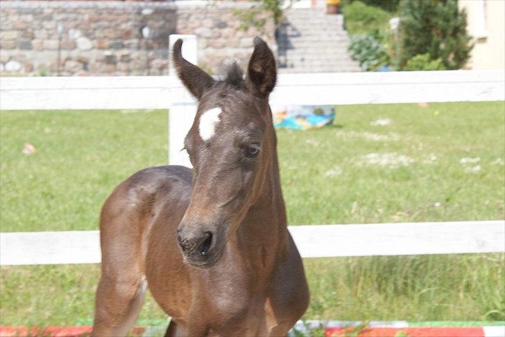 Knabstrupper Krogdalsgaards Keeper-komplet - Orv hvor er det spændende billede 9