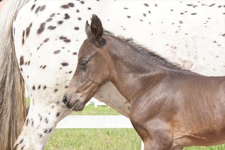 Knabstrupper Krogdalsgaards Keeper-komplet - måske en tår til? billede 10