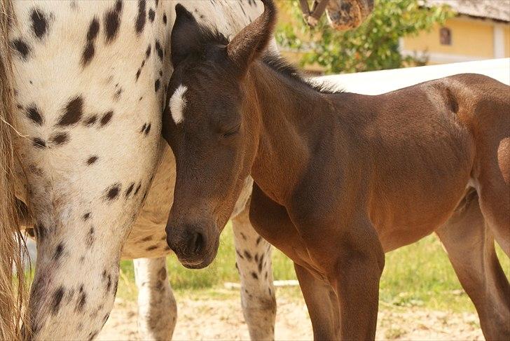 Knabstrupper Krogdalsgaards Keeper-komplet - Gaabb! XD billede 11