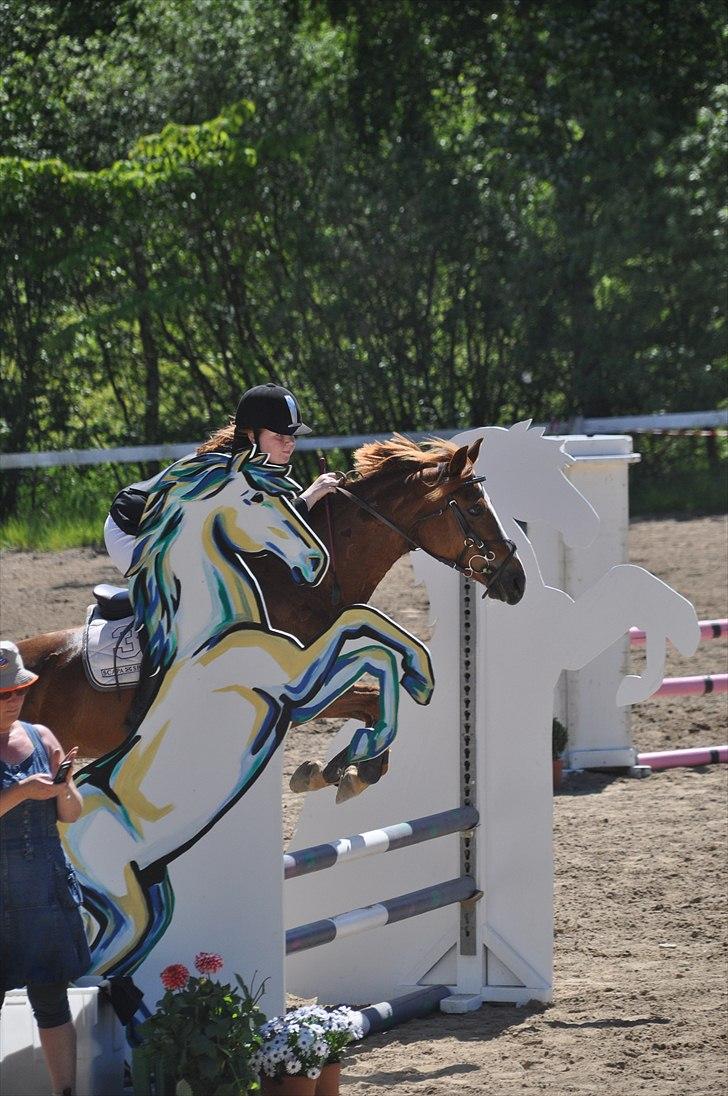 DSP Pyrrhula [Himmelhest] - Øresundscup billede 13