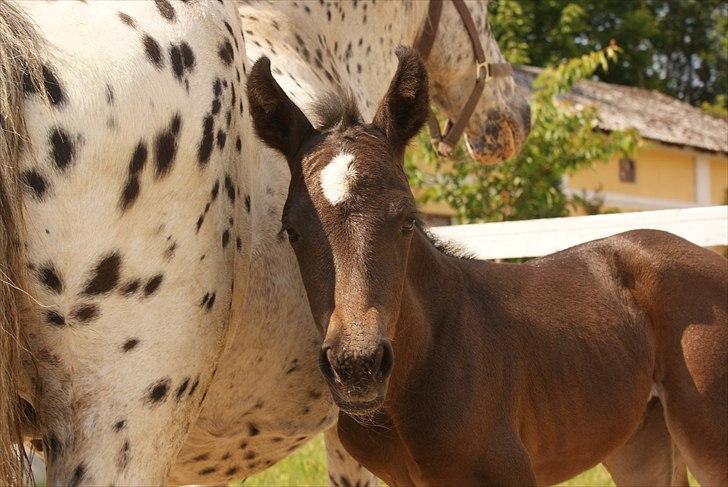 Knabstrupper Krogdalsgaards Keeper-komplet - men kan være for spændende billede 12