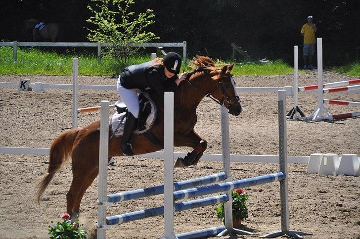 DSP Pyrrhula [Himmelhest] - Øresundscup billede 15