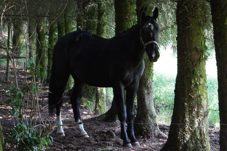 Oldenborg Tulle Engholm billede 12