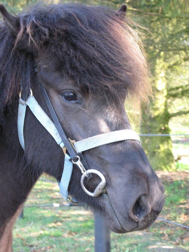 Islænder pokka fra voerbjerg billede 8