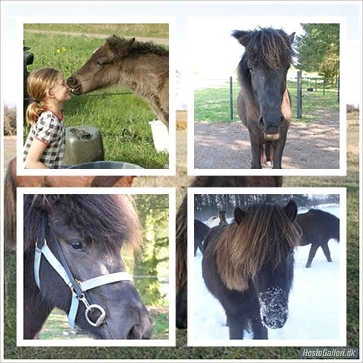 Islænder pokka fra voerbjerg billede 9