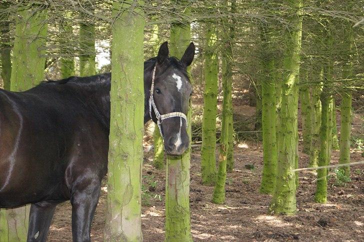 Oldenborg Tulle Engholm billede 13