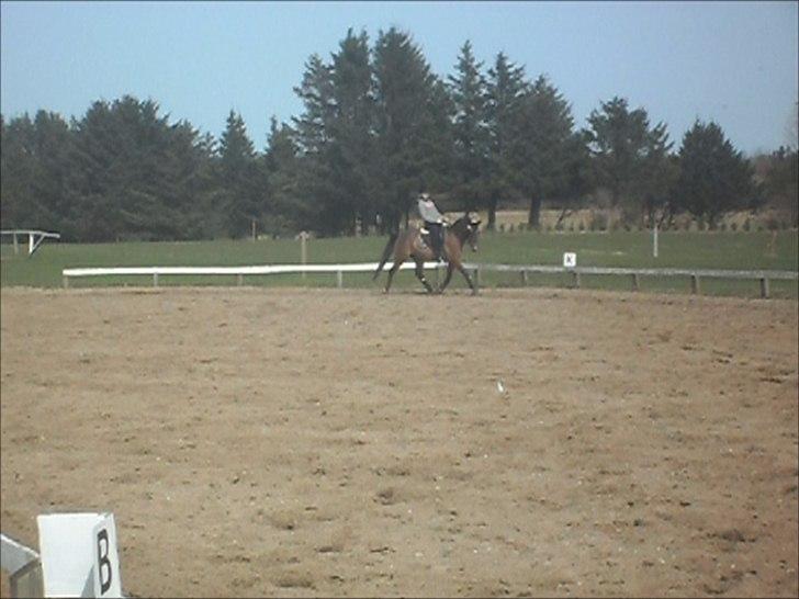 Appaloosa Andree DRØMMEPONYEN!<3 SOLGT billede 15