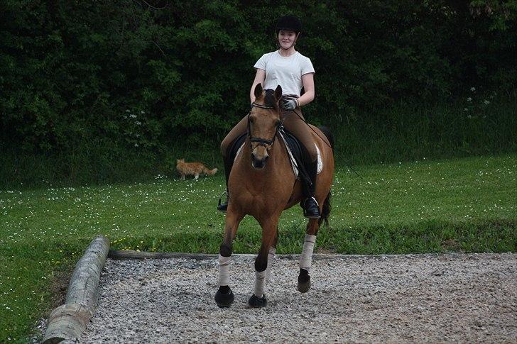 Hollandsk Sportspony Jurriaan. ~solgt~:´(  billede 2