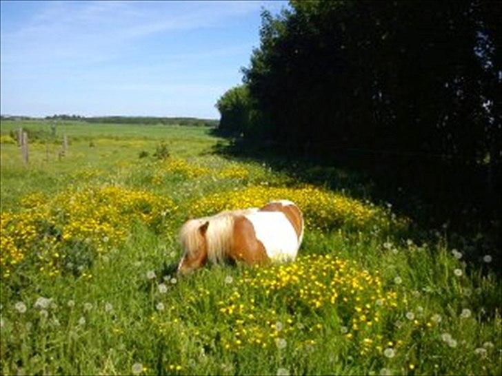 Shetlænder Skovgaardens Findus billede 3