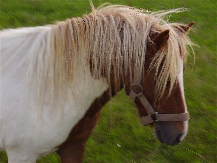 Shetlænder Skovgaardens Findus billede 1