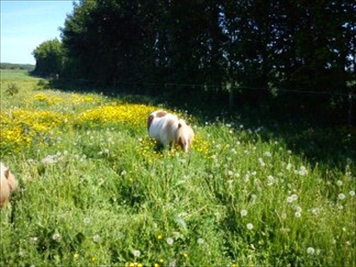 Shetlænder Skovgaardens Findus billede 17