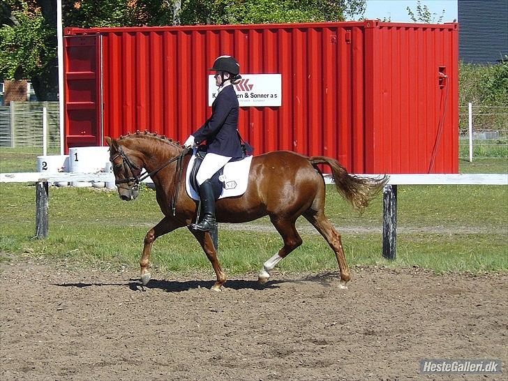 Anden særlig race Natasja billede 3