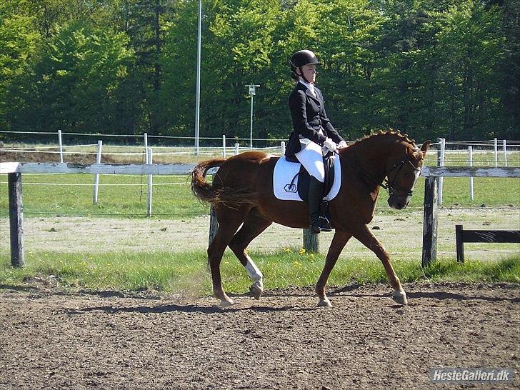 Anden særlig race Natasja billede 4