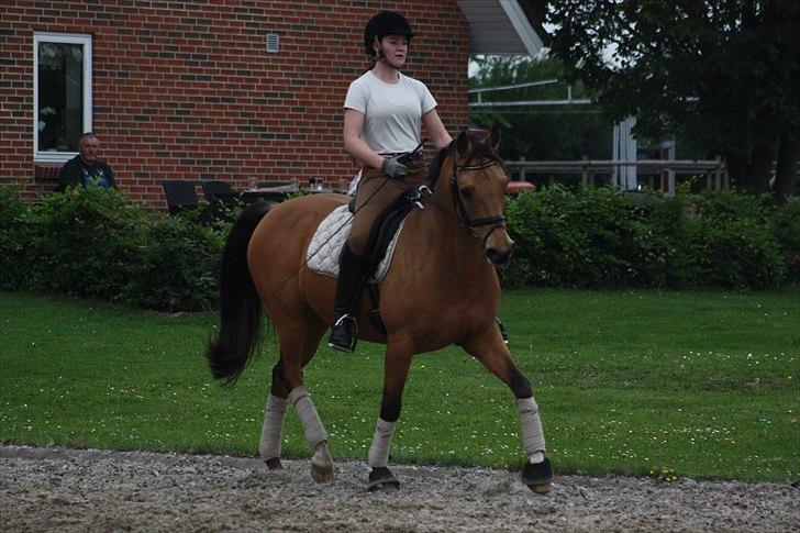 Hollandsk Sportspony Jurriaan. ~solgt~:´(  billede 6