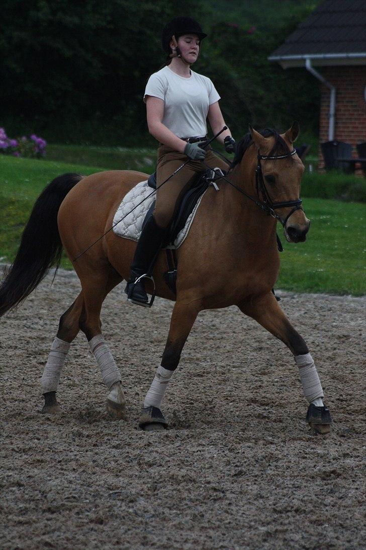 Hollandsk Sportspony Jurriaan. ~solgt~:´(  billede 7